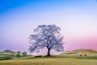 나무

푸른 잎사귀들이 바람에 흔들리며 속삭이고, 깊은 뿌리로 세월을 견디는 나무는 인내의 상징이다. 그 모습은 우리에게 어떤 어려움 속에서도 굳건히 서 있으라는 조언을 전해준다.
