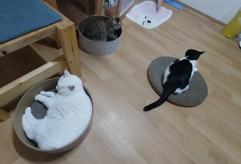 넷이 딩굴딩굴 할 때~
 😺😼😽🤤