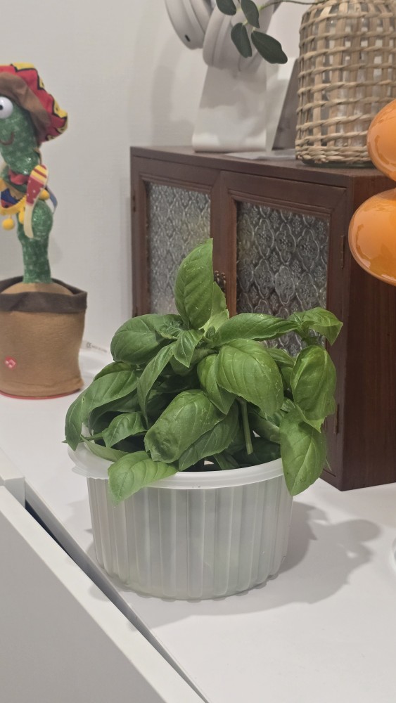 바질,, 순지르기해서
필요한사람 무료나눔해여

파스타, 샐러드, 피자에 넣으면 맛있지 🌱

신선하게 냉장보관중 !

몇개는 물꽂이 했는데 뿌리 내리면
화분에 심어서 나눔할게요 🙌