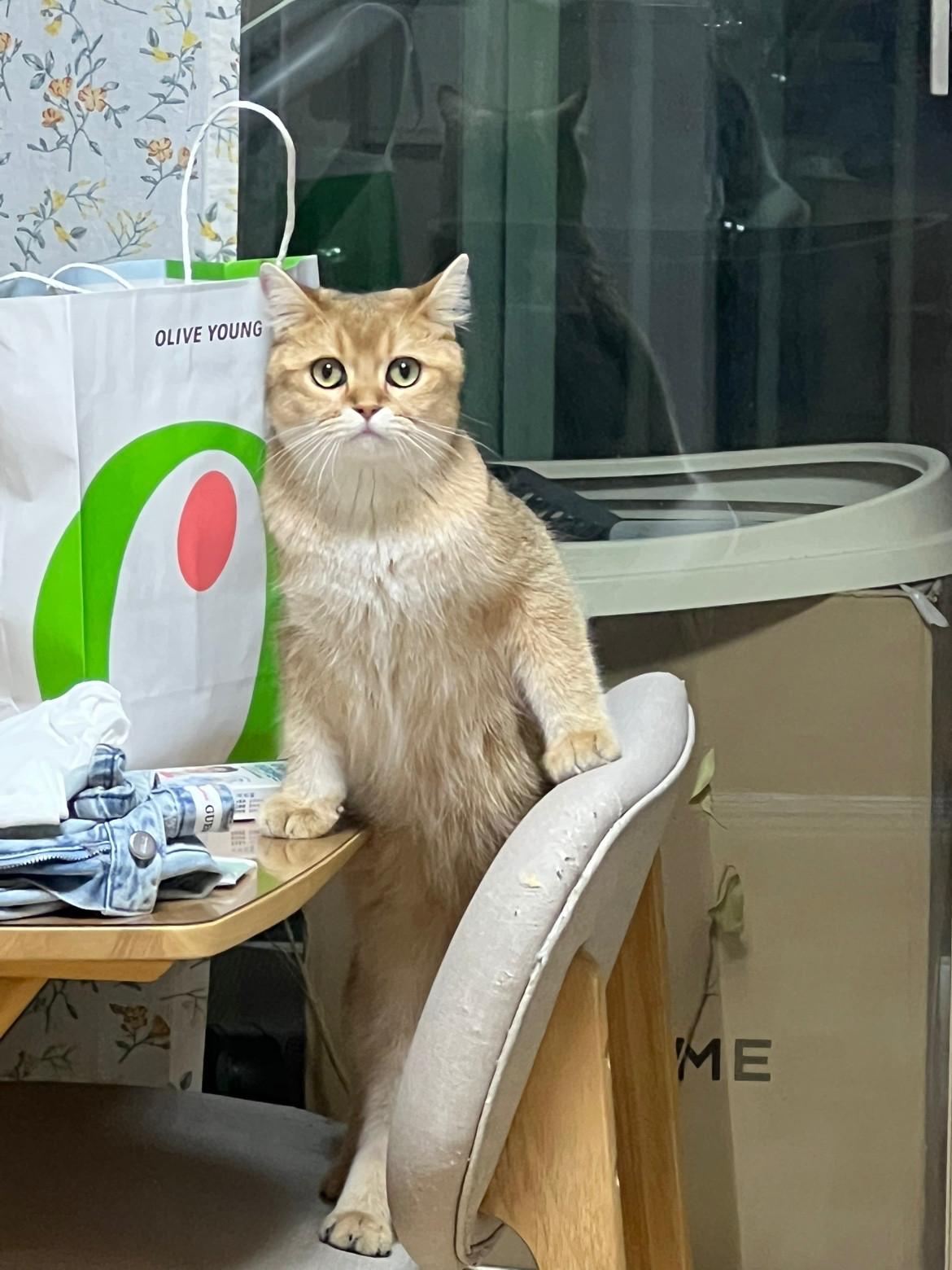이족보행 딱걸렸지 😝😻