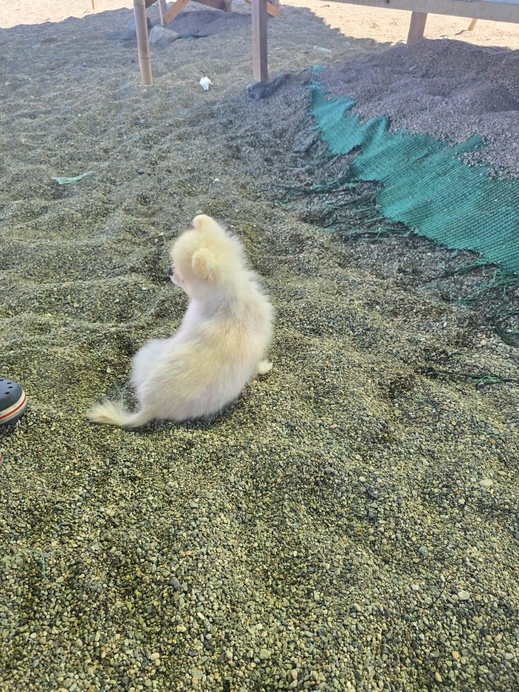     ☆ 별 헤는밤  ☆ 앨범 사진