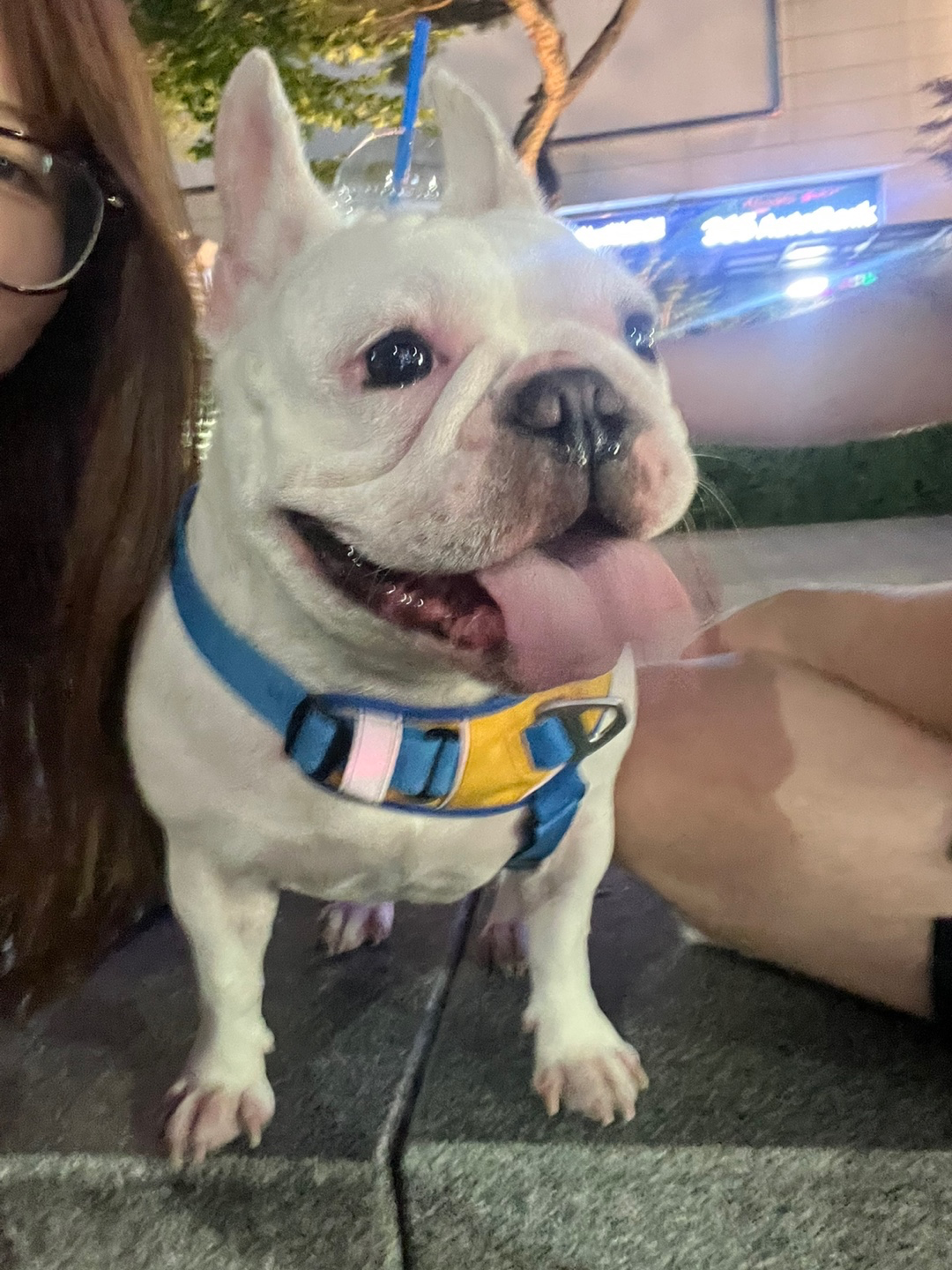 안녕하세요! 용전동 사는 5살 공주 포치입니다 잘부탁드립니다!!!!!!!!같이 산책하실분 아무나연락주세용 저희는 부부끼리산책하는걸 즐깁니다!!