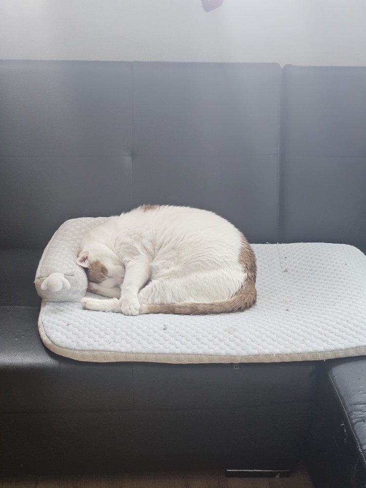 울집 뚱냥�이입니다
가입인사드려요
인연이되어 식구가 되었지요
잘부탁드립니딘