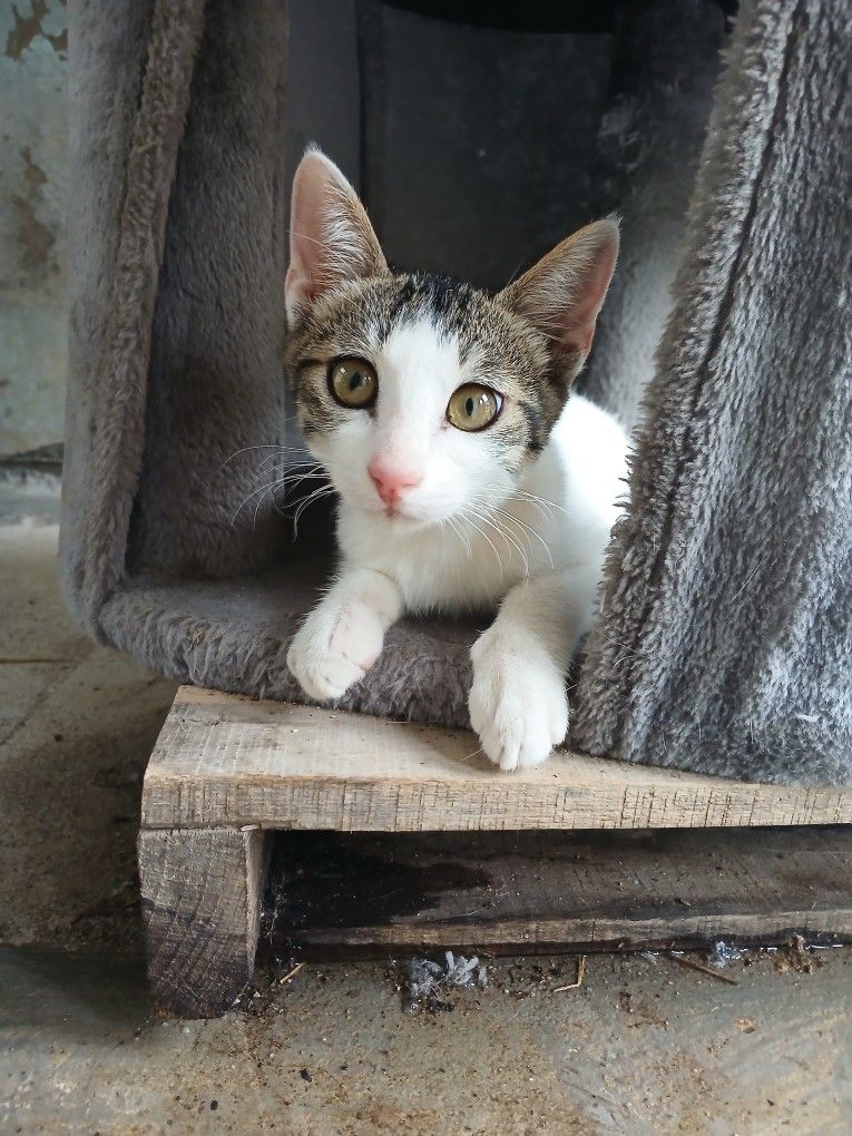 전주 고양이 집사 커뮤니티 앨범 사진