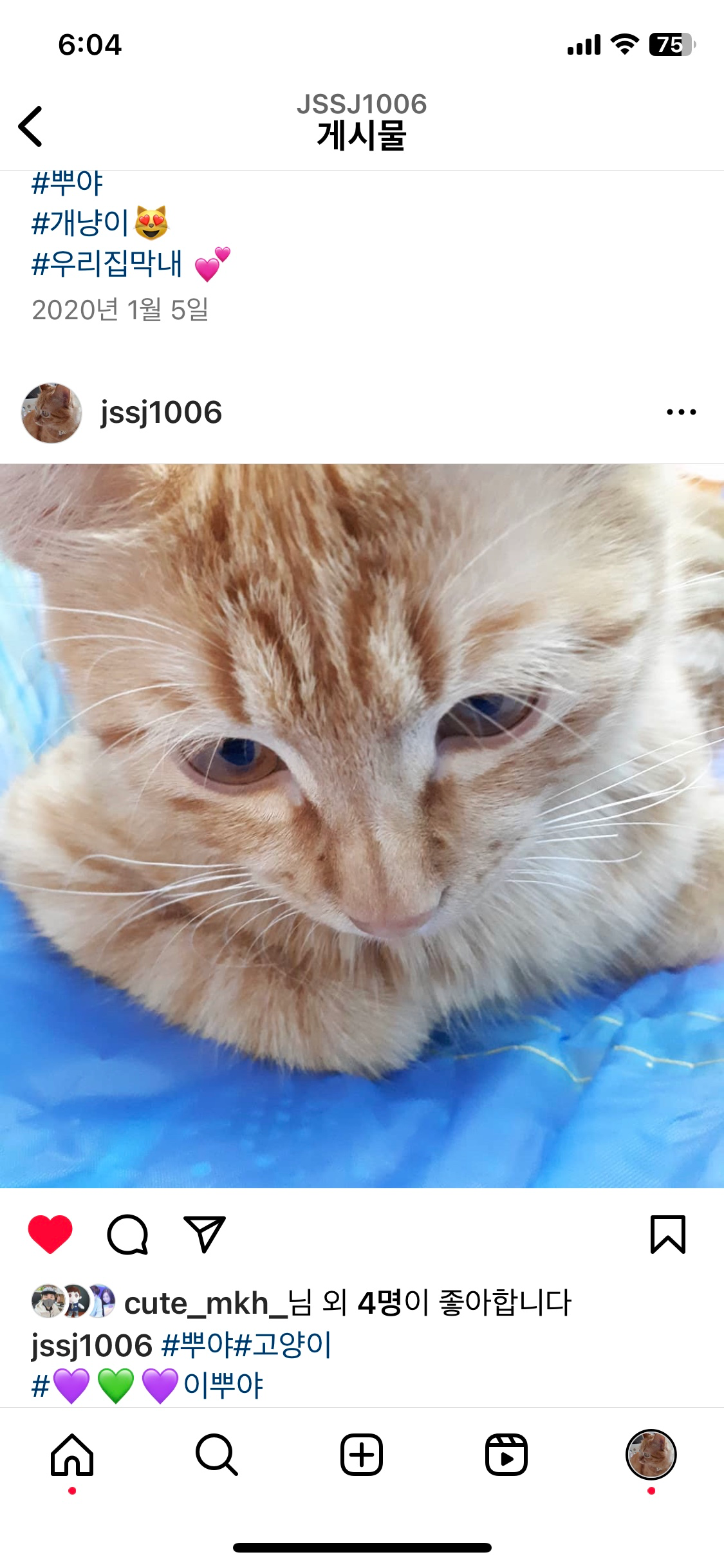 저희집냥이 두마리를소개할께요.합사성공으로.3살차이긴하지만 잘지내고있어요.^.^둘다 애교가엄청 많아요