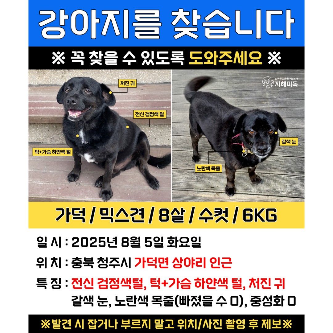 멍냥이 찾기(충북) 앨범 사진
