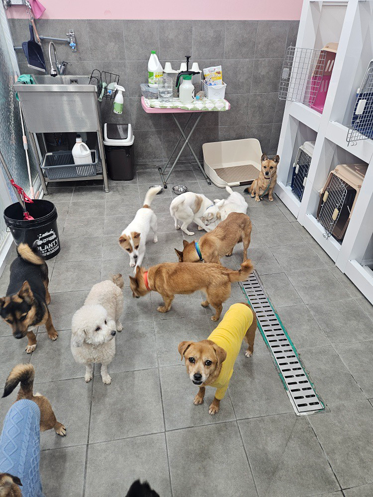 🐶🐶돌아온 댕댕이 봉사🐶🐶