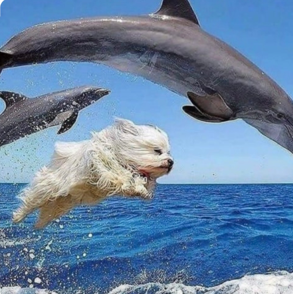 물개모집 2