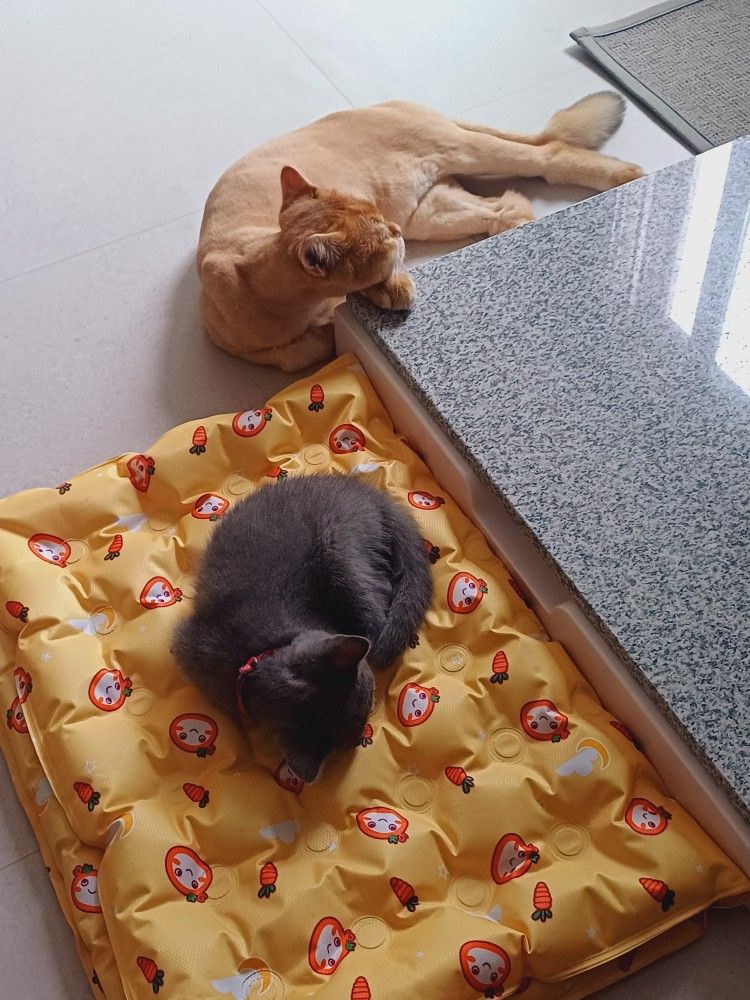 고양이애옹 앨범 사진