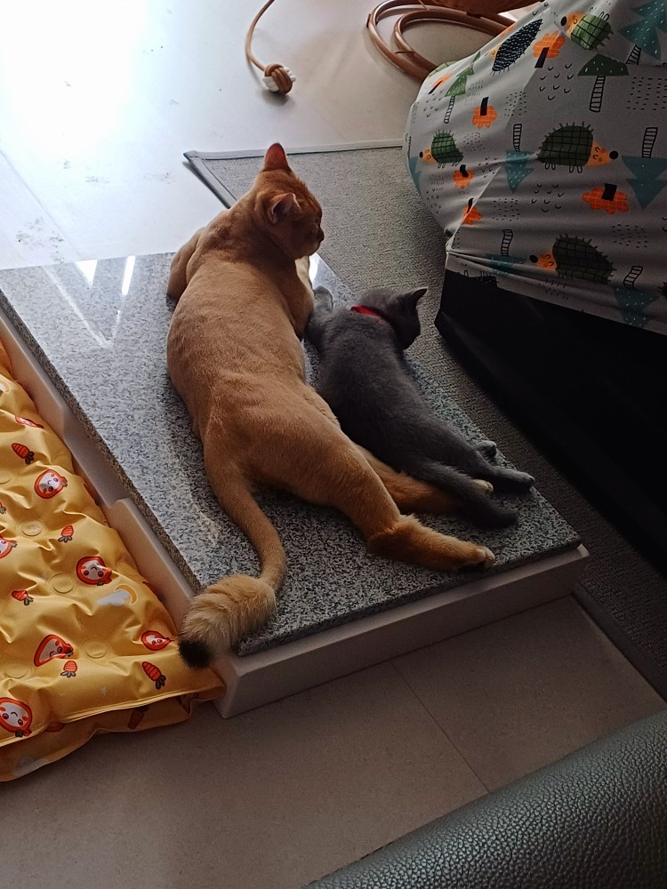 형아 따라쟁이~~
잠잘때도 둘이 같이~~♡
