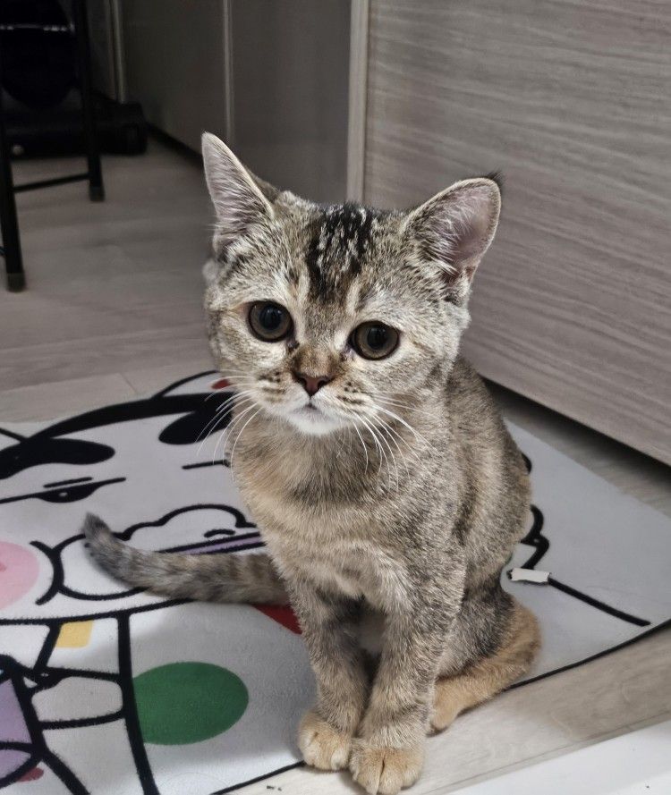 전주 고양이 집사 커뮤니티 앨범 사진