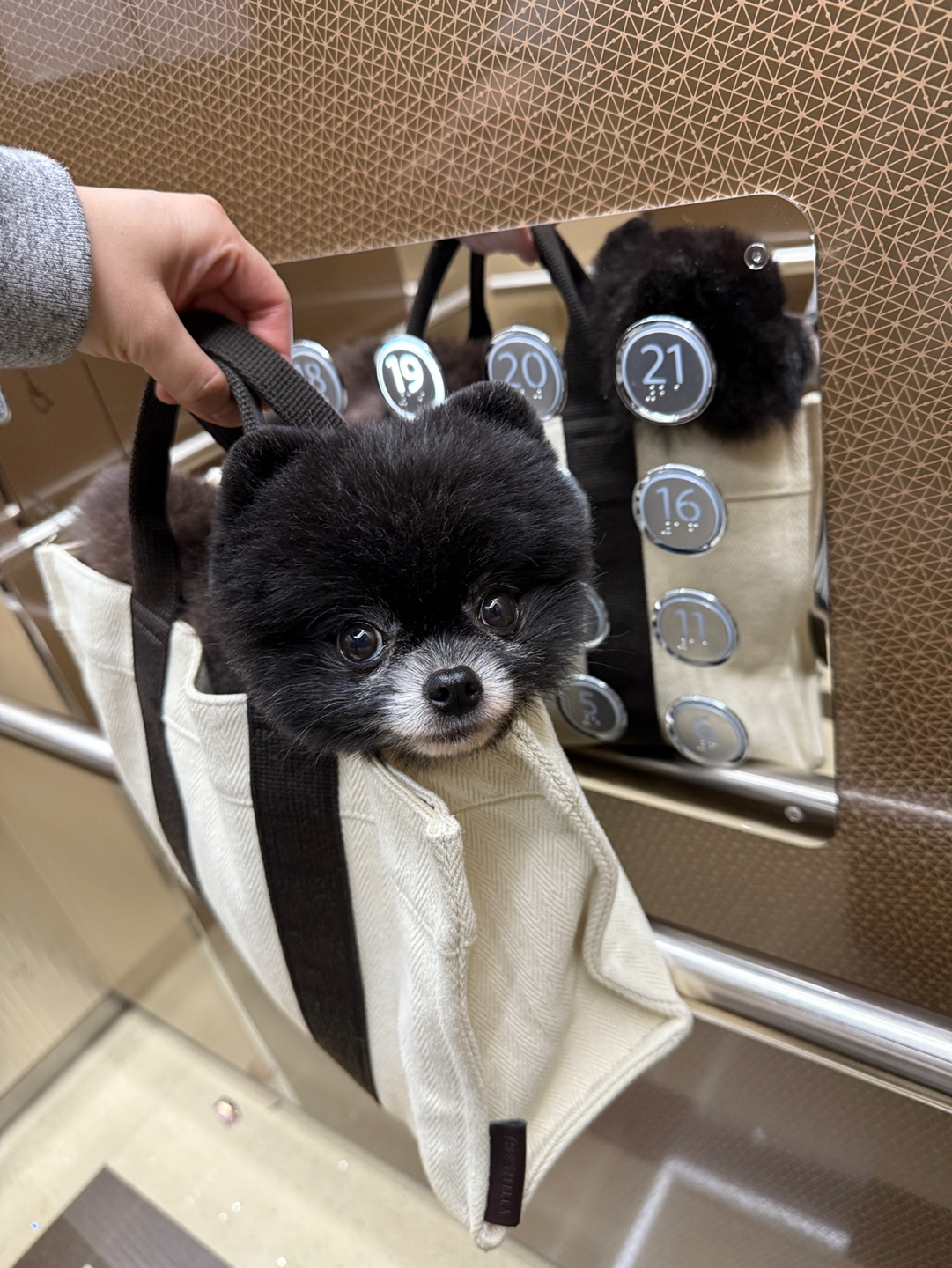 강아지 7일정도 보살펴주실분 찾습니다 공고 썸네일