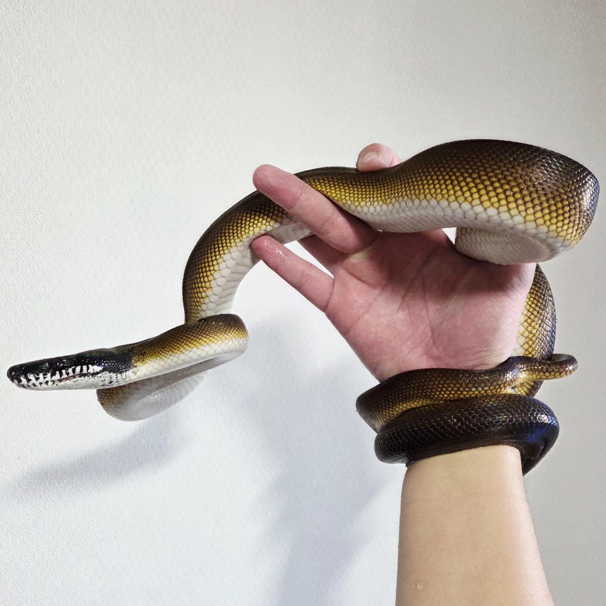 예쁜 노던화이트립파이톤 도착