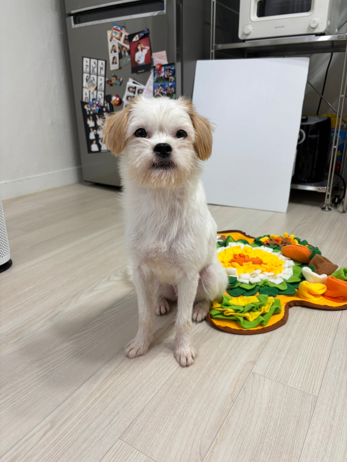 강아지 돌봄 구해요 공고 썸네일