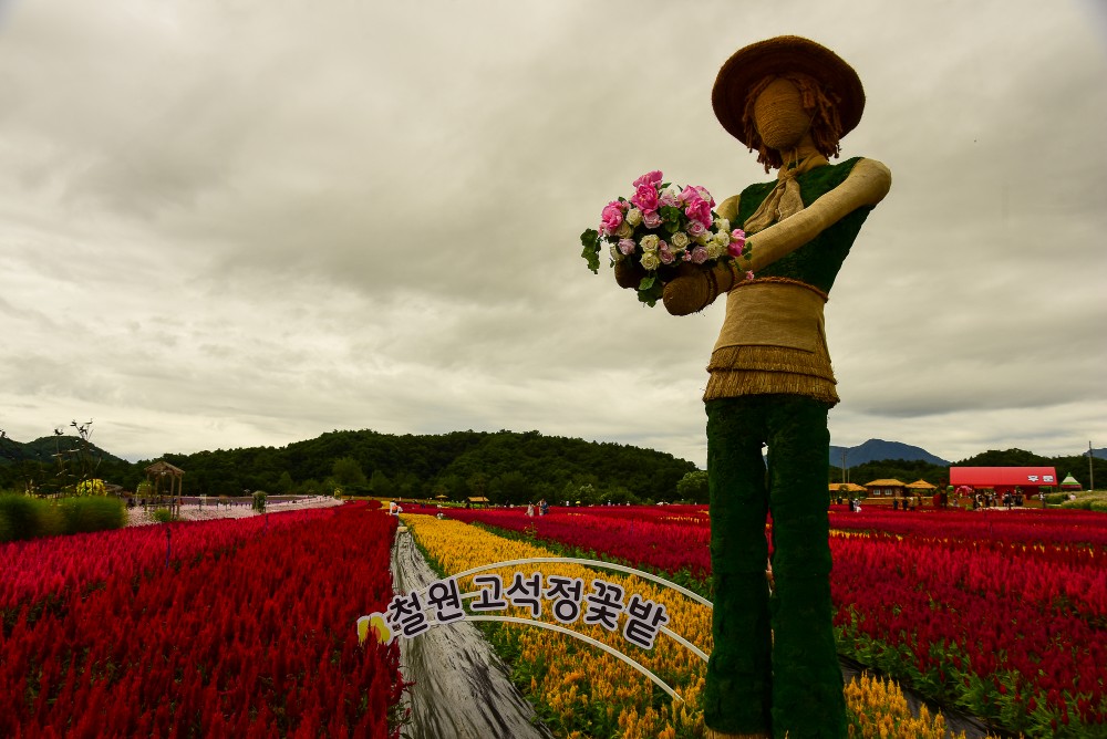 마음을 비운
가난한 마음의 행복
 
마음이든, 물건이든
남에게 주어 나를 비우면
그 비운 만큼 반드시 채워집니다.
남에게 좋은 것을 주면 준 만큼
더 좋은 것이 나에게 채워집니다.
좋은 말��을 하면 할수록
더 좋은 말이 떠오릅니다.
좋은 글을 쓰면 쓸수록
그만큼 더 좋은 글이 나옵니다.
그러나 눈앞의 아쉬움 때문에
그냥 쌓아 두었다가는
상하거나 쓸 시기를 놓쳐
무용지물이 되고 맙니다.
좋은 말이 있어도 쓰지 않으면
그 말은 망각 속으로 사라지고
더 이상 좋은 말은 떠오르지 않습니다.
나중에 할 말이 없어 질까 두려워
말을 아끼고 참으면 점점 벙어리가 됩니다.
가난이 두렵다고 과도한 재물을
탐하지 말 것이며,
부자의 있음을 비방하여
자신의 무능을 비호하지 말아야 합니다.
우리의 마음은 샘물과 같아서
퍼내면 퍼낸 만큼 고이게 마련입니다.
나쁜 것을 퍼서 남에게 주면
더 나쁜 것이 쌓이고,
좋은 것을 퍼서 남에게 주면
더 좋은 것이 쌓입니다.
참 신기합니다.
그냥 쌓이는 게 아니라
샘솟듯 솟아나서
우리 마음을 가득 채우니 말입니다.
사랑을 베풀어 비워둔 가난한 마음엔
행복이 가득 쌓일 것입니다.
첨부사진 장소: 고석정꽃밭
강원특별자치도 철원군 동송읍 장흥리 10-2