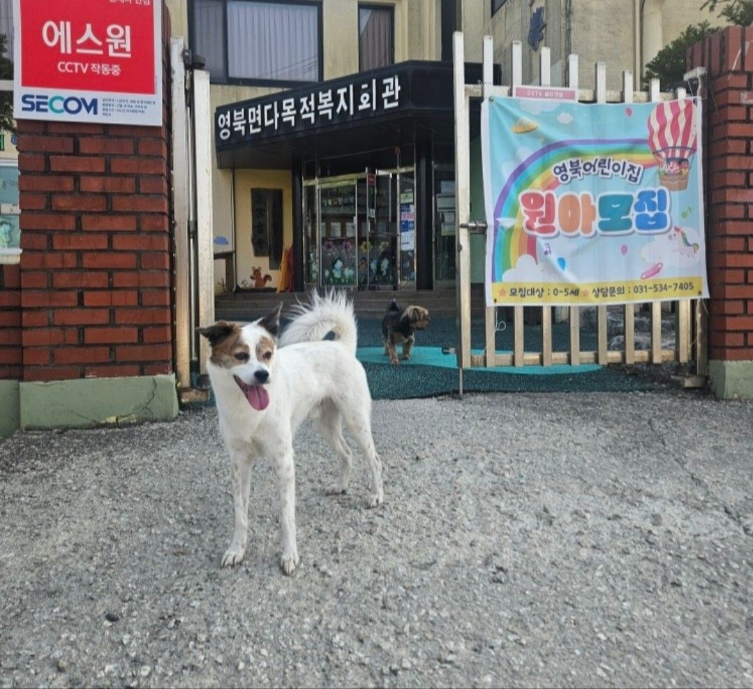 내견내묘 자랑뿜뿜 앨범 사진