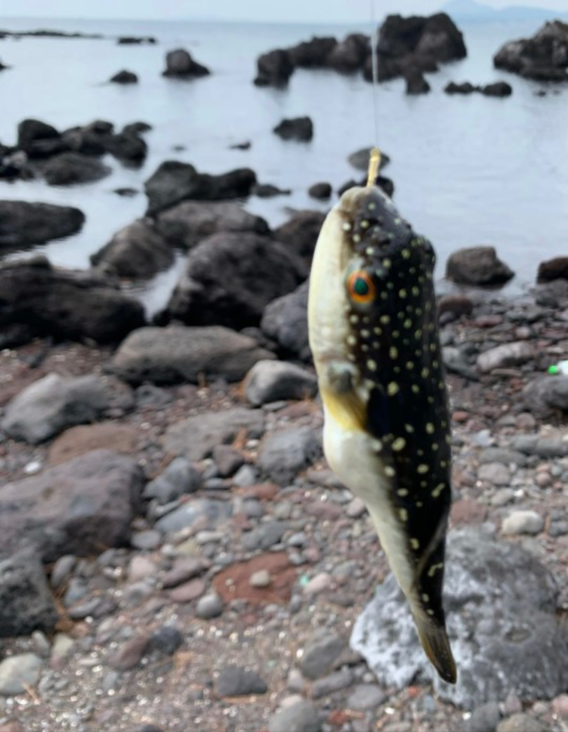 복어 사냥 11회차🐡🔫🎣