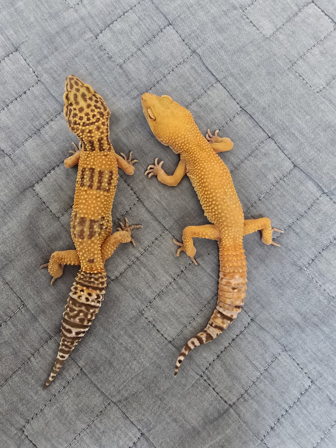 크레스티드 게코, 레오파드 게코 키우고 있어요. 초보입니당