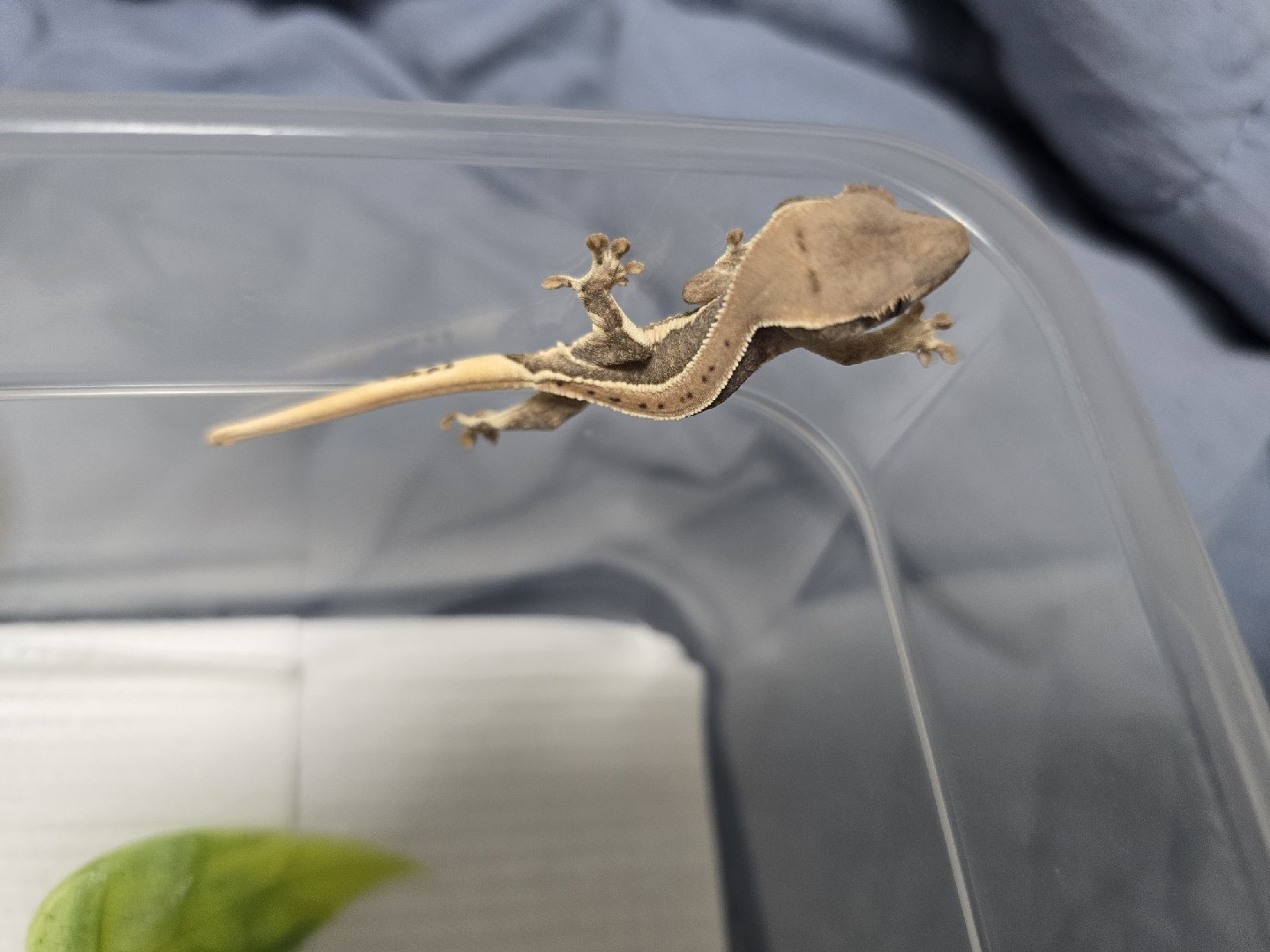 크레스티드 게코, 레오파드 게코 키우고 있어요. 초보입니당