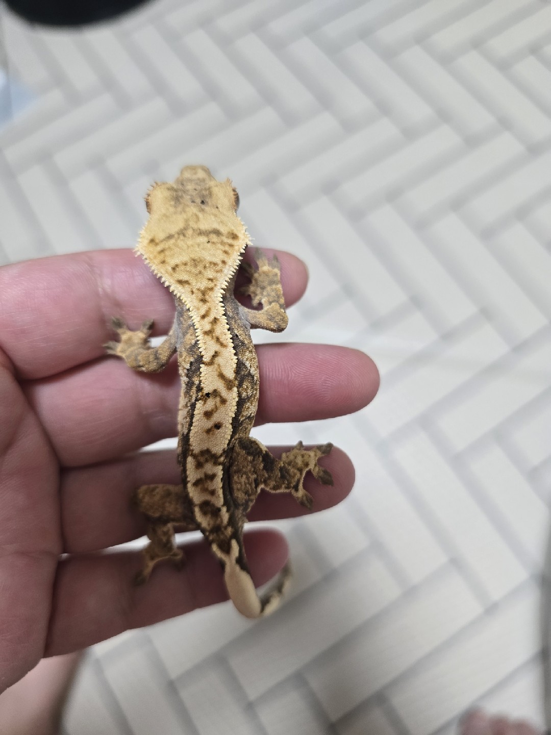 크레스티드 게코, 레오파드 게코 키우고 있어요. 초보입니당