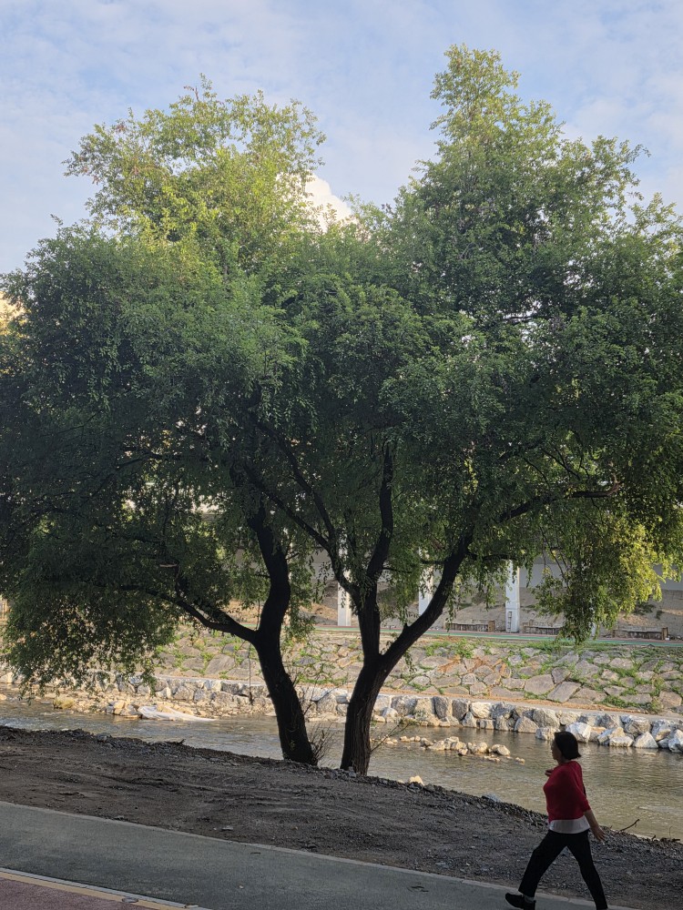 제가 좋아하는 홍제천변의 버드나무 사진입니다