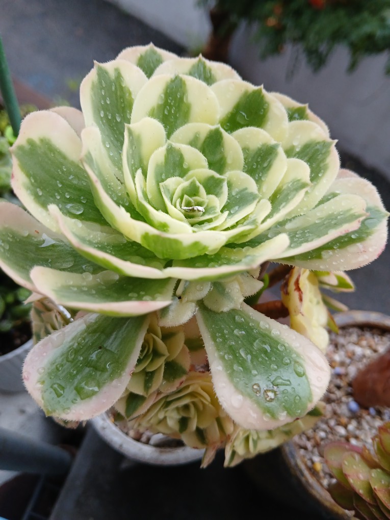 Post image 3