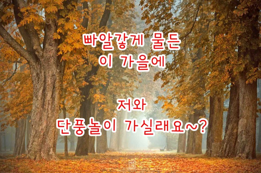 살랑살랑 가을바람이 불어와 내맘도 한들한들~코스모스 나부끼듯~~설레임