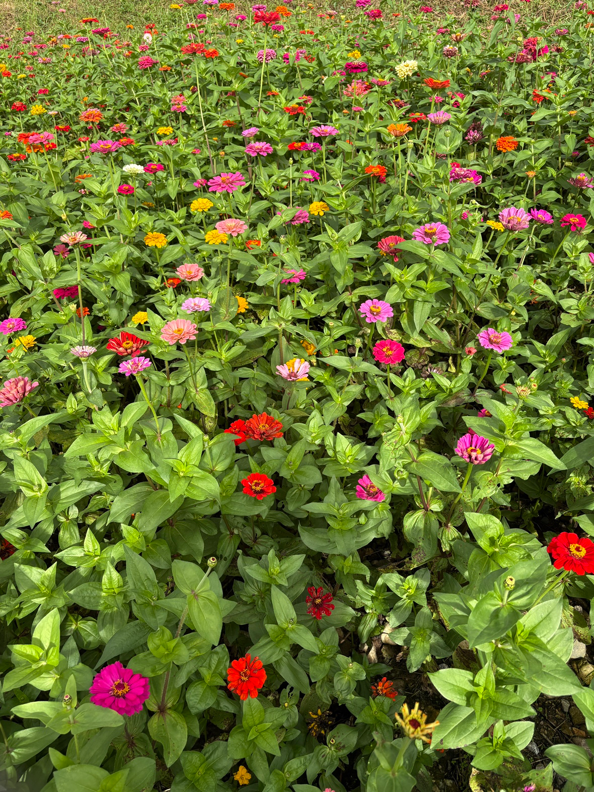 색이 너무 선명하고 예뻐요 ❣️