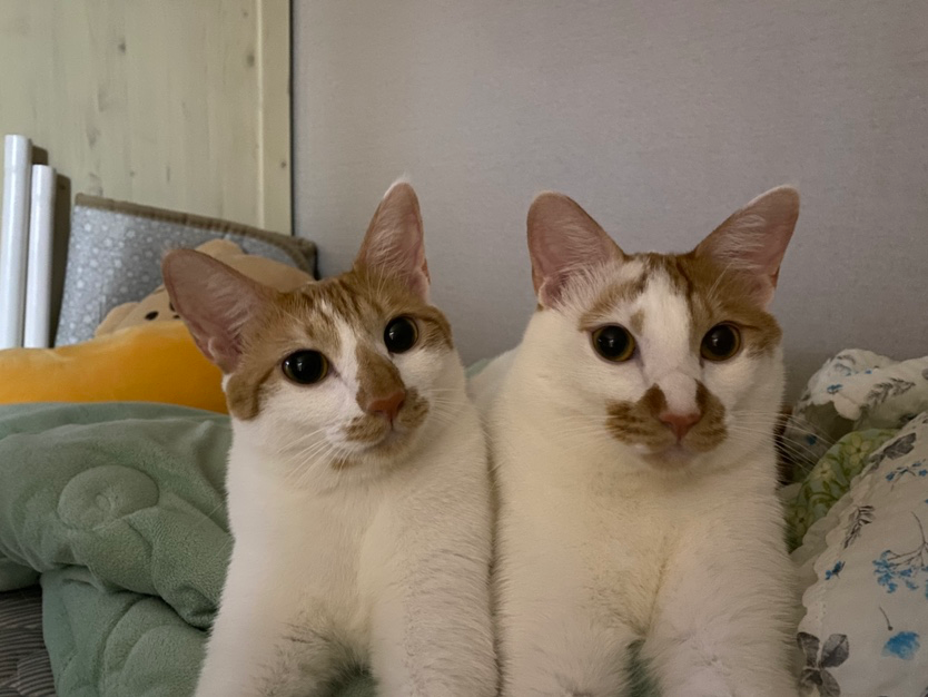 이름은 하트 쩜쩜입니다 중국집 뒤편 컨테이너에서 같은 어미품에서 태어났고 1.5살쯤 됐습니