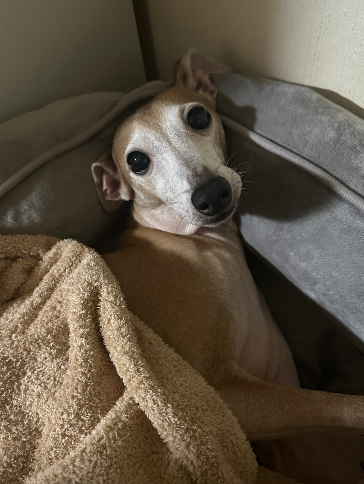 너무너무 이쁘고 귀여울때!