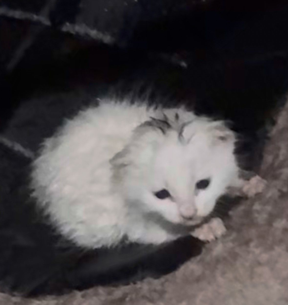 고양이 집사🐈 앨범 사진