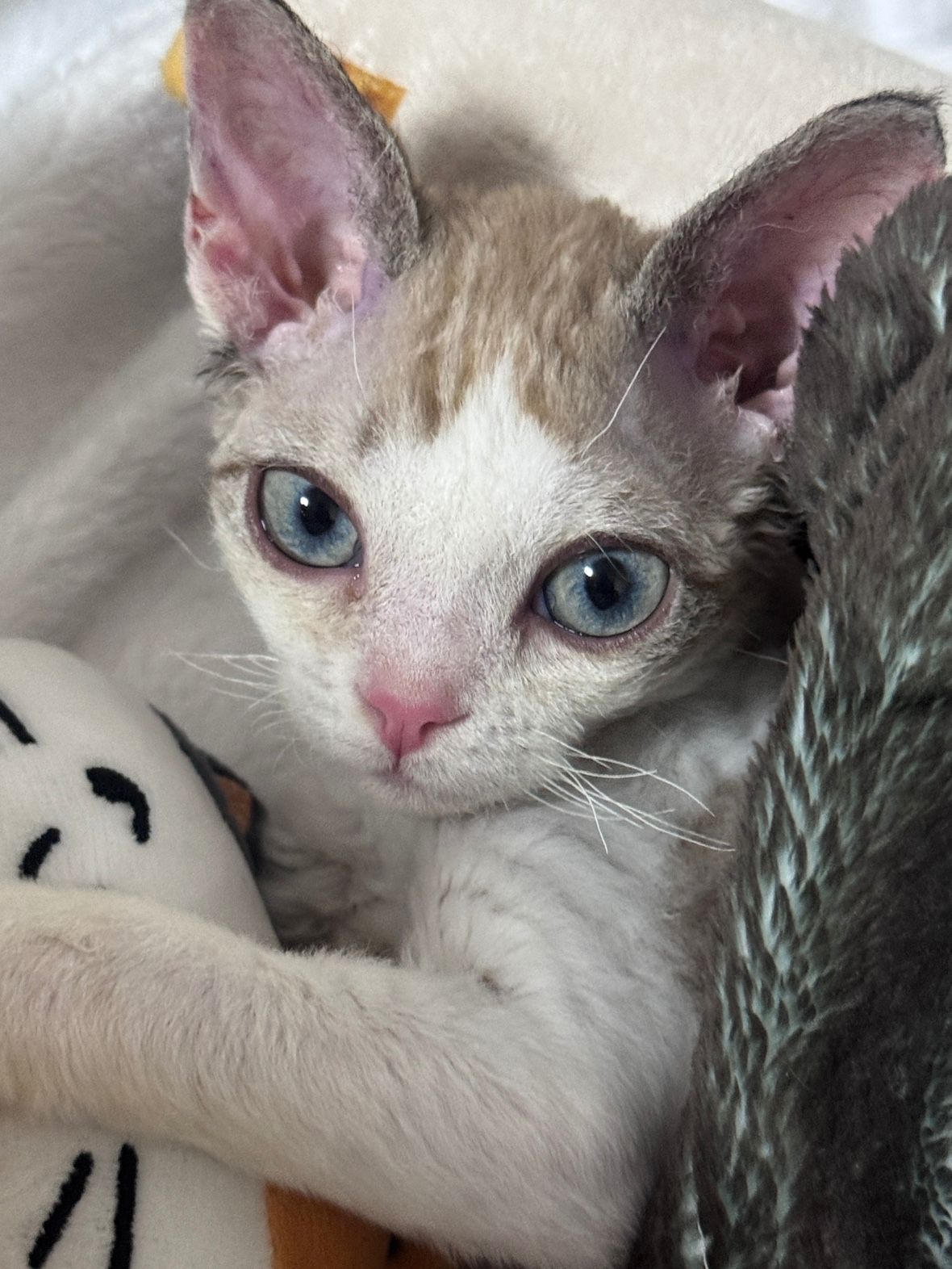 고양이 집사🐈 앨범 사진