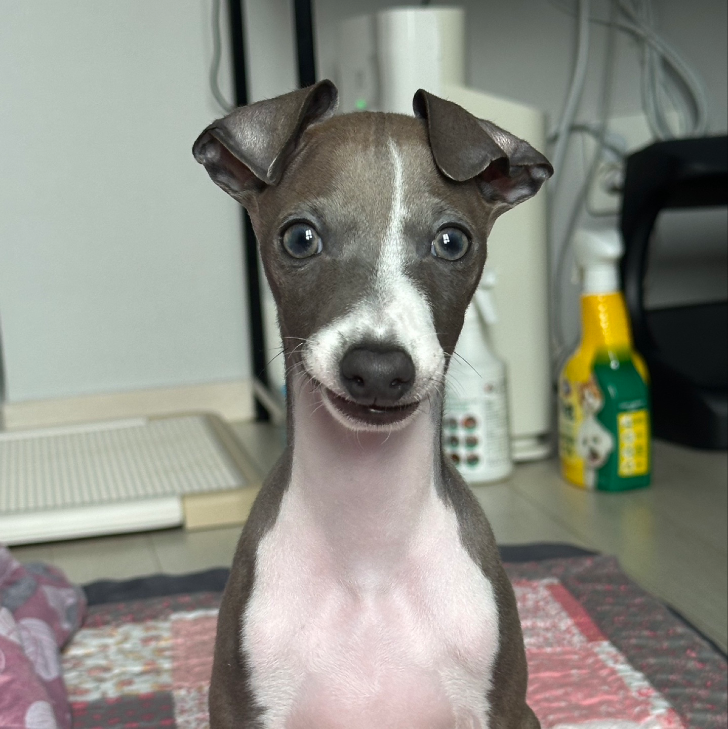 안녕하세요 후추입니다