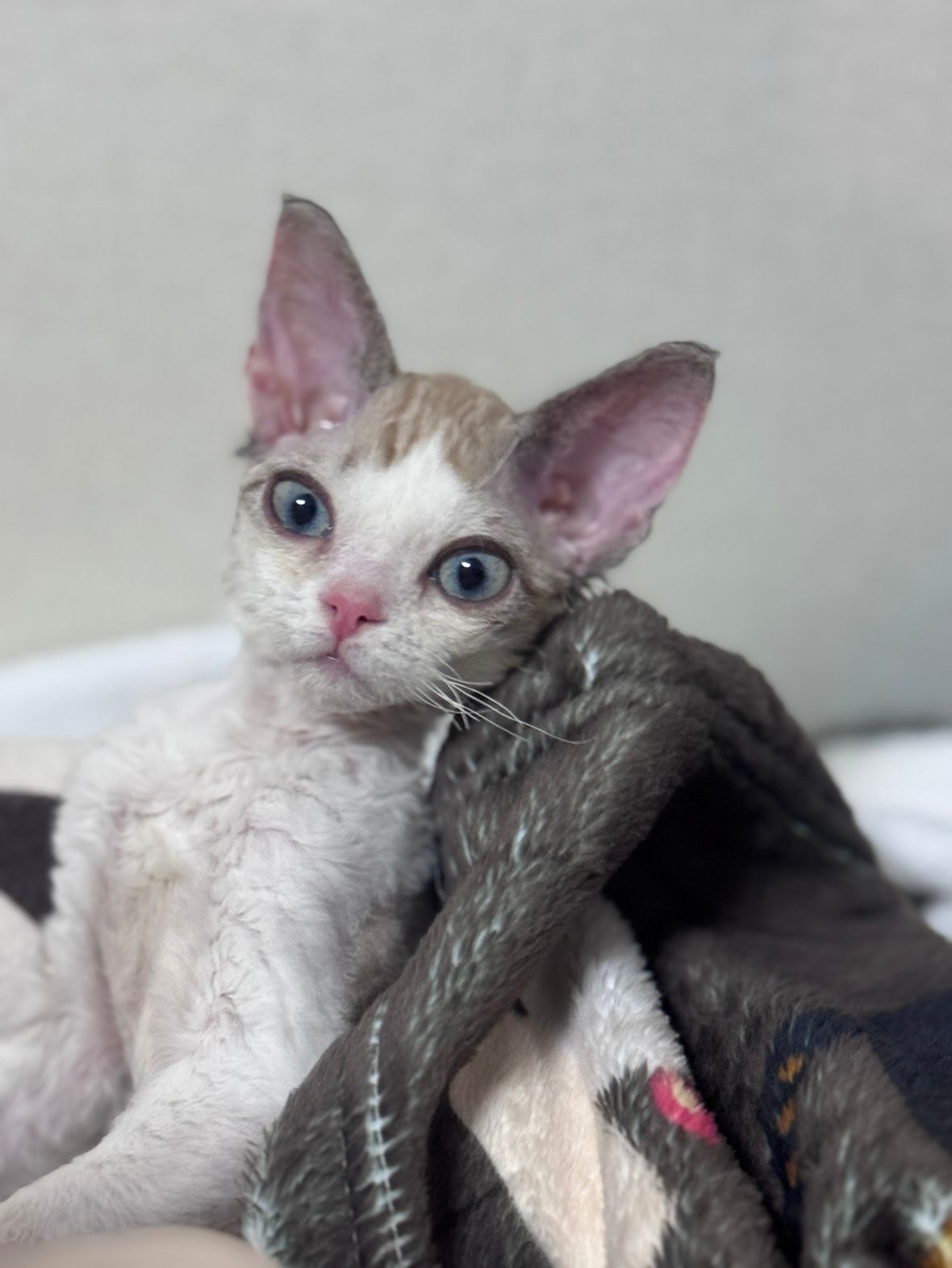 고양이 집사🐈 앨범 사진
