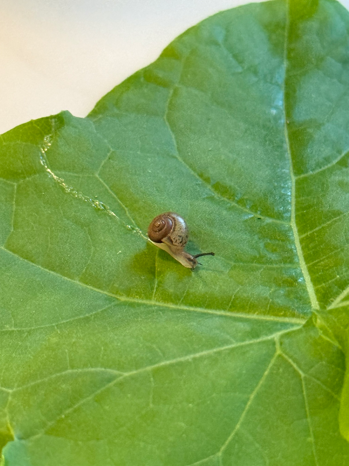 로망과는 조금 동떨어지지만 어찌저찌 주택입성 성공했습니다 ^^ 정원가꾸기에 관심이 많습니다