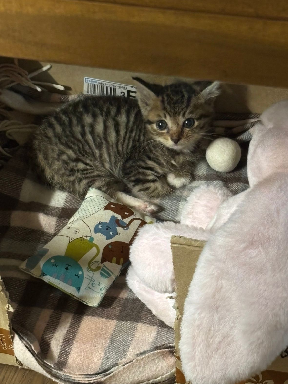 고양이 집사🐈 앨범 사진