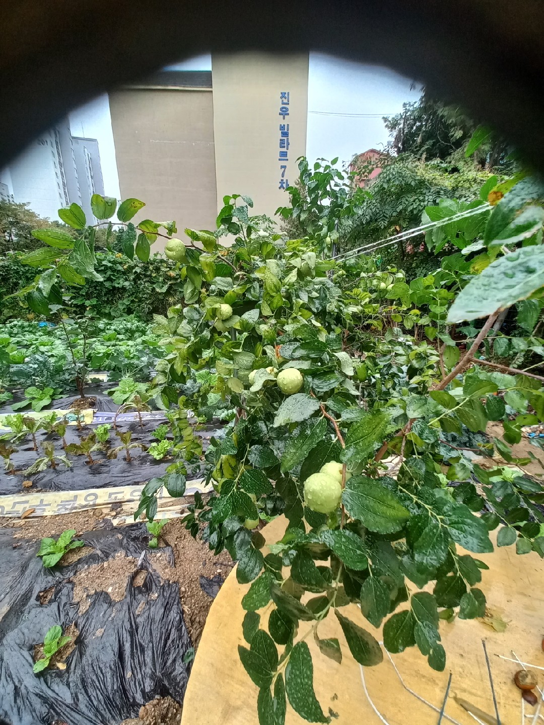 지금은 배추가 노랗게 꽃이 비치기 시작해요