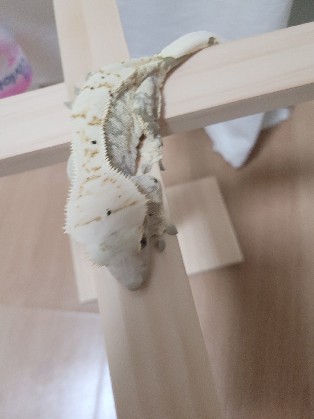 크레스티드게코  레게좋아합니다