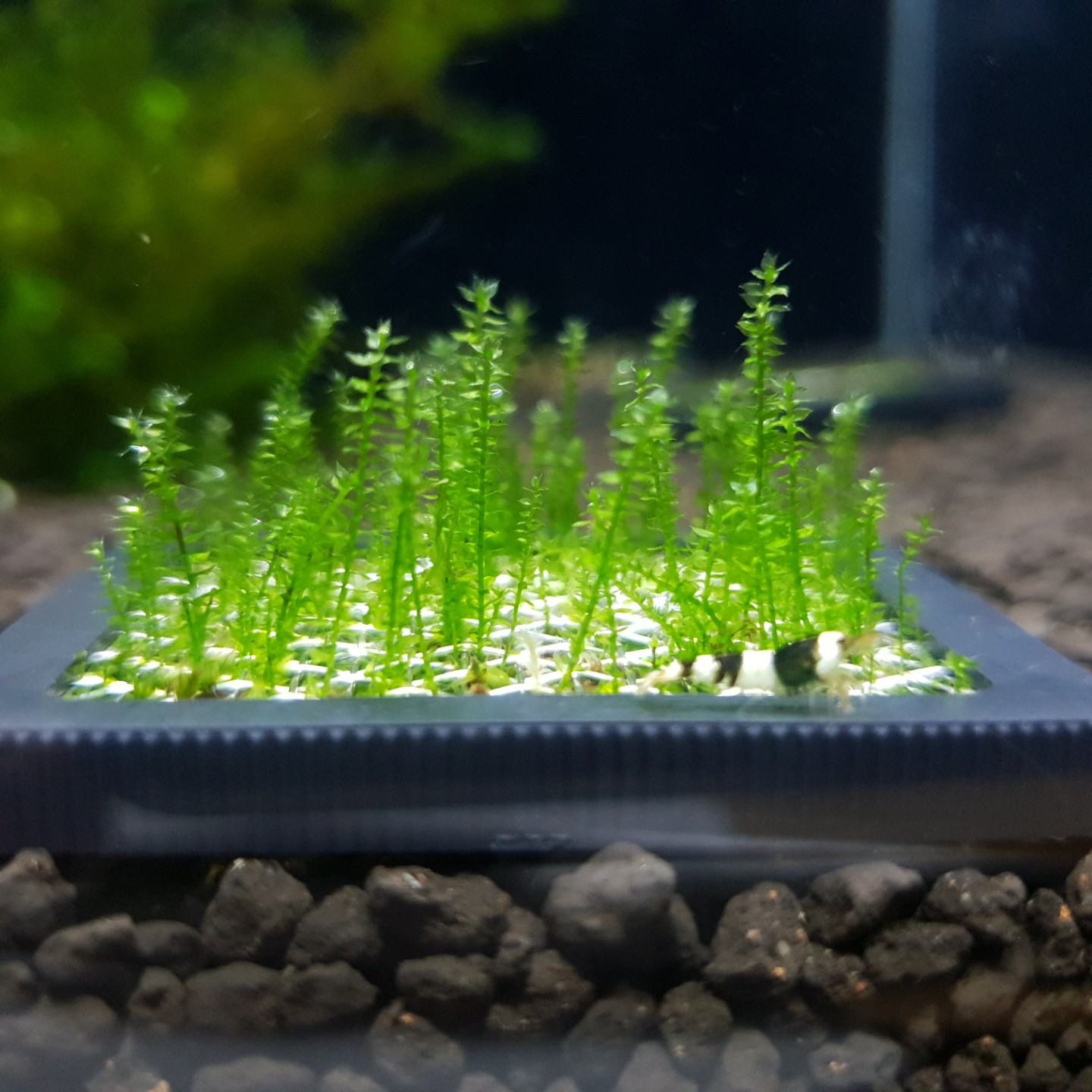 디스치코필름모스