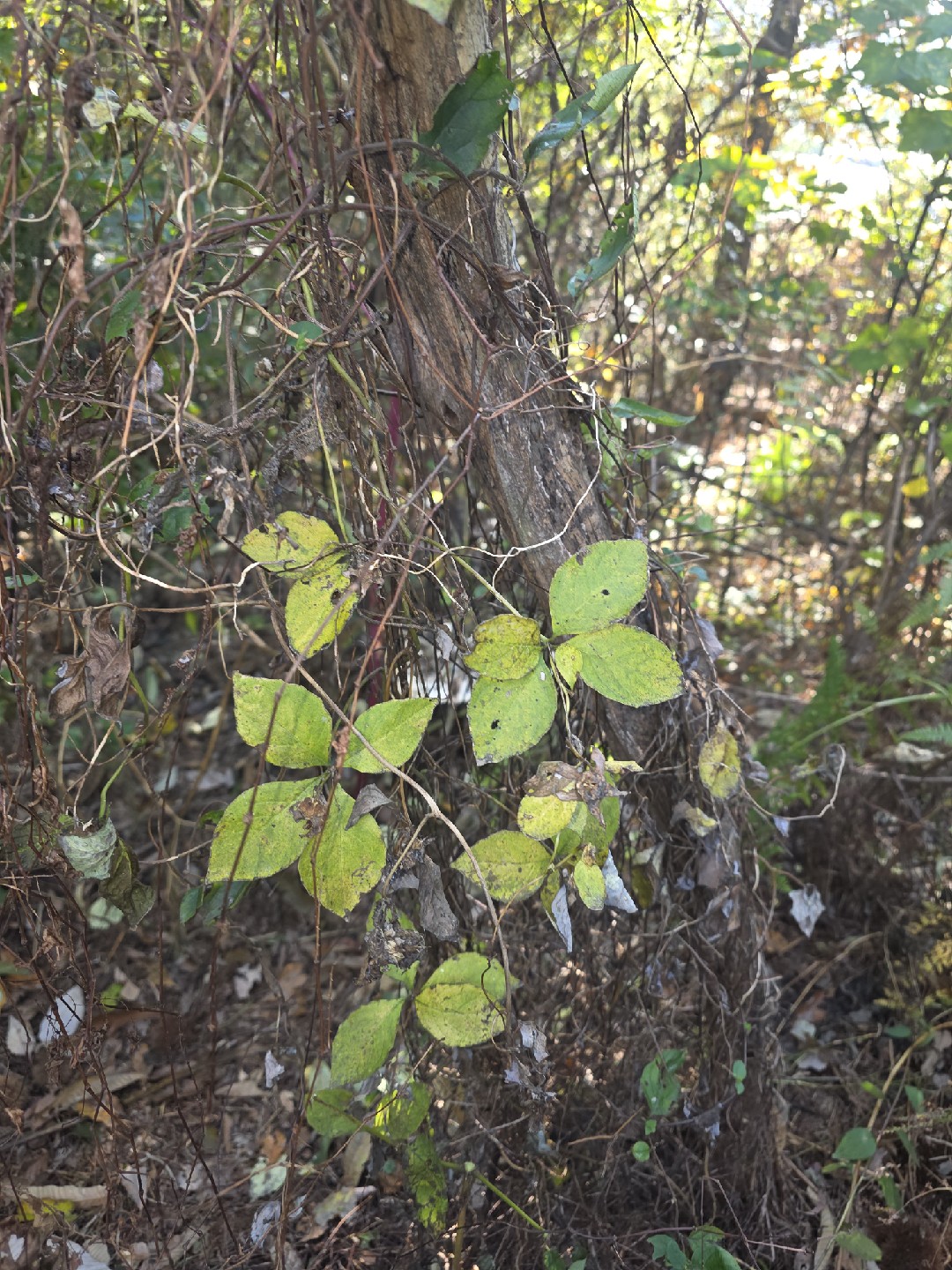 영지보고왔습니다