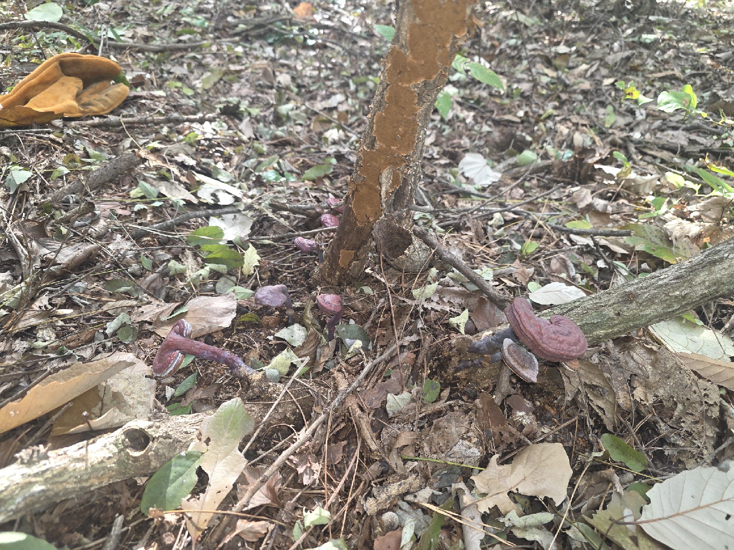 영지보고왔습니다