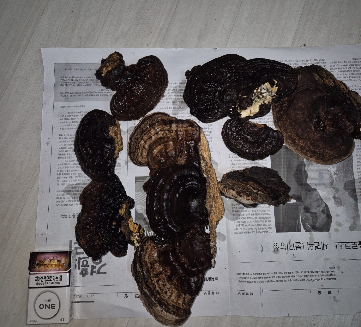 잔나비걸상 버섯 외 요즘은 잔나비말굽버섯 이라고 불린답니다