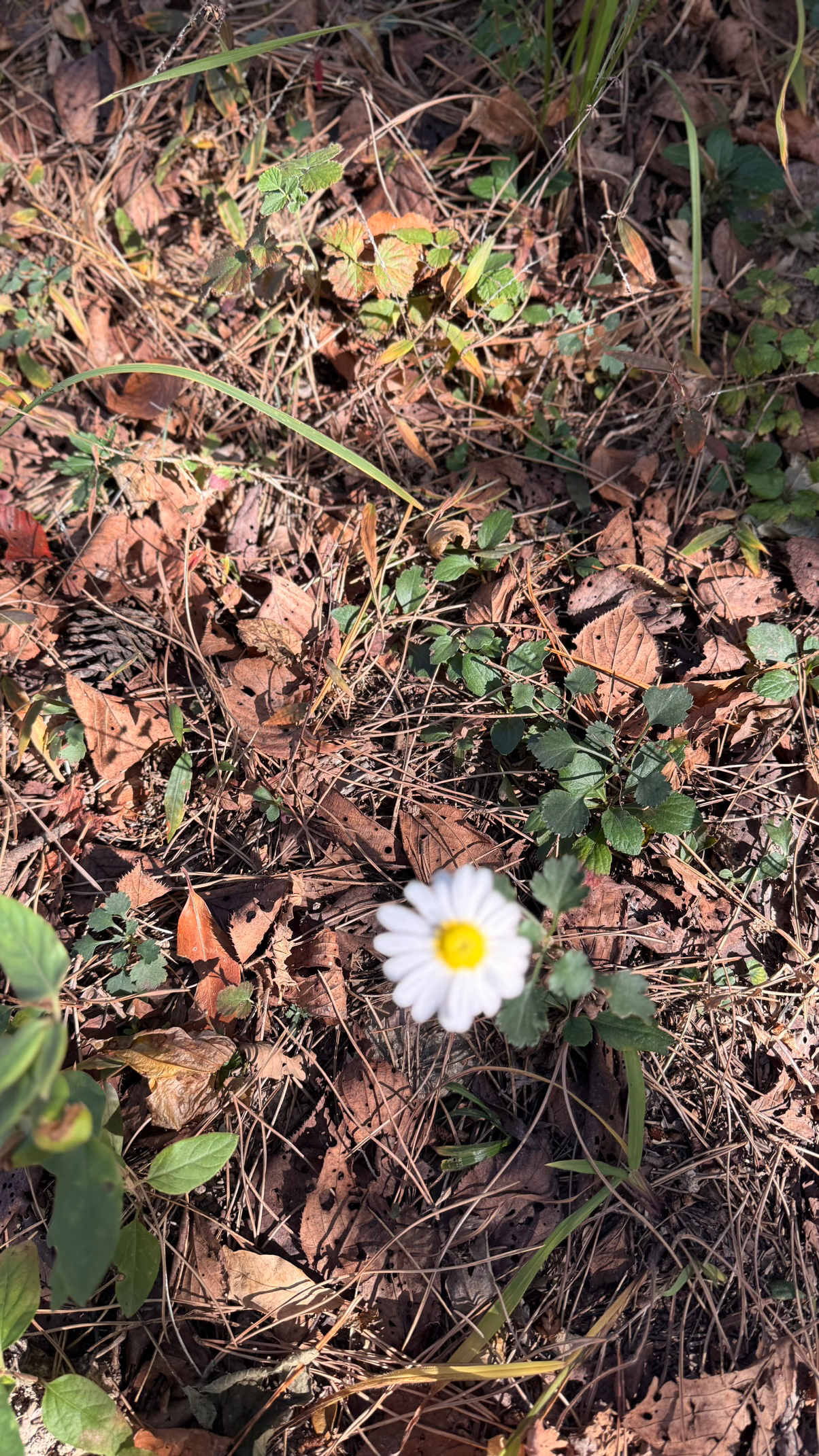 Post image 5