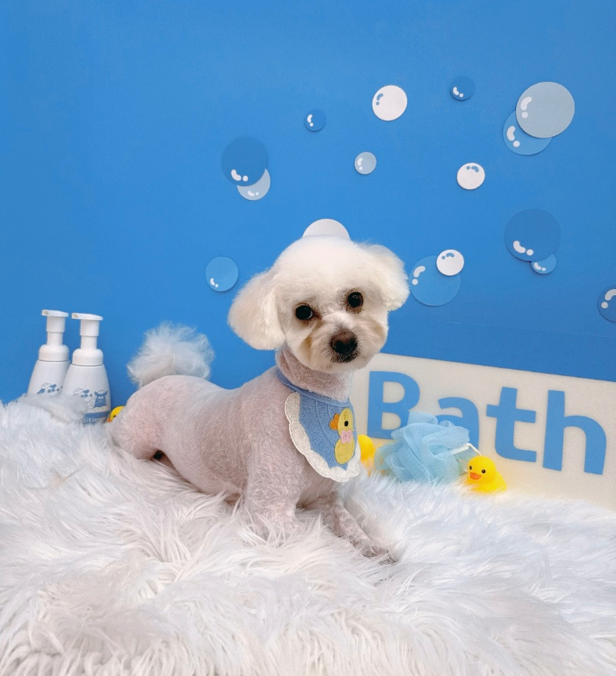 요즘에는 강아지 동반 카페,음식점,여행등으로 하고있어요