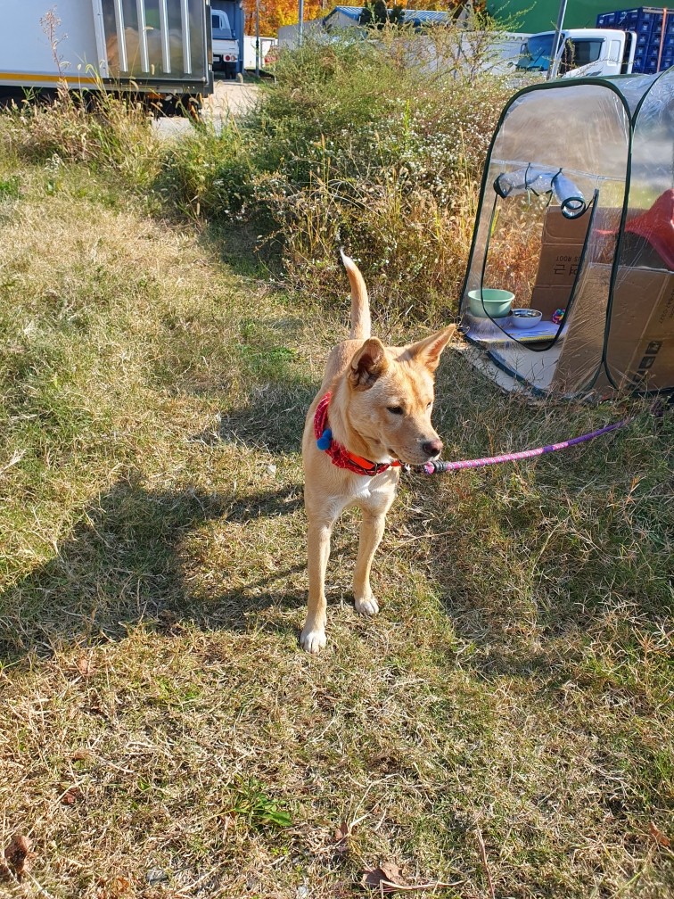 이제 석산♡이라는 새이름으로 오래오래 건강하고 행복해라🙏🍀🍀🍀