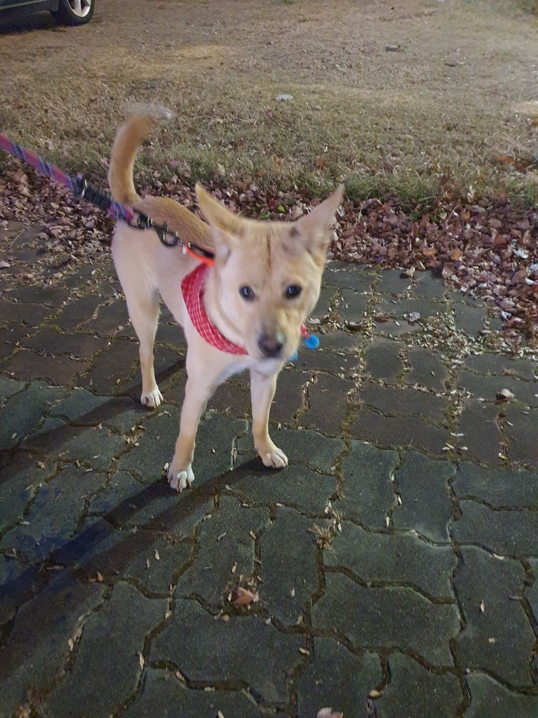 이제 석산♡이라는 새이름으로 오래오래 건강하고 행복해라🙏🍀🍀🍀