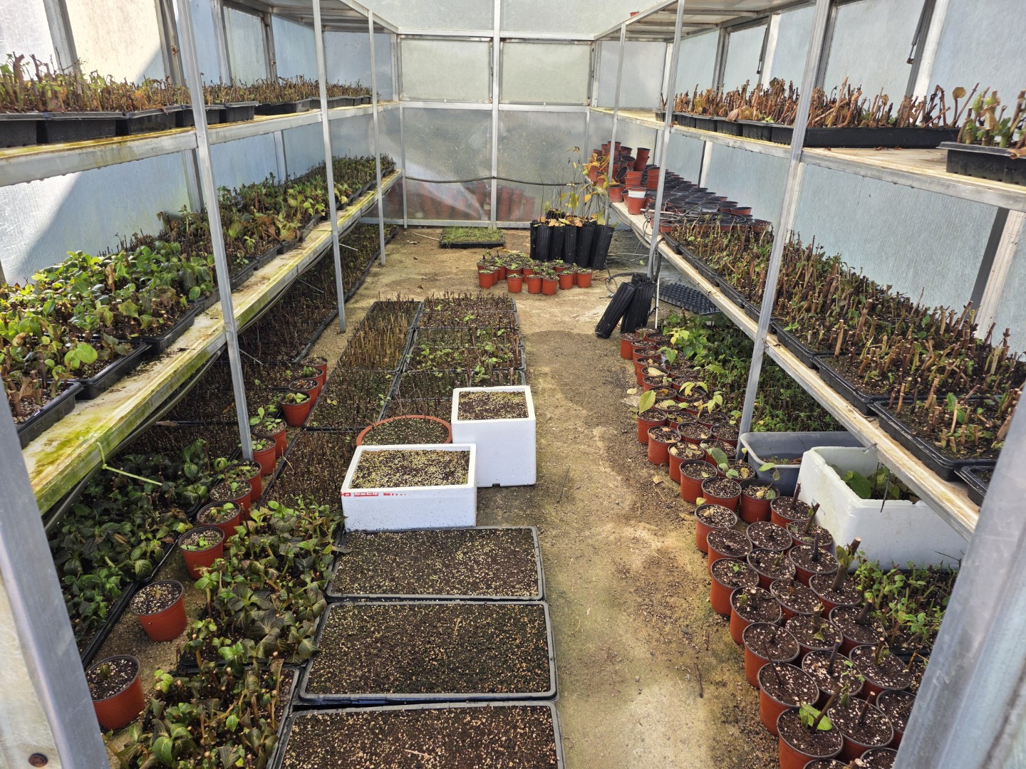 차수국 블루베리 무화과등 가을 삽목한 애들입니다