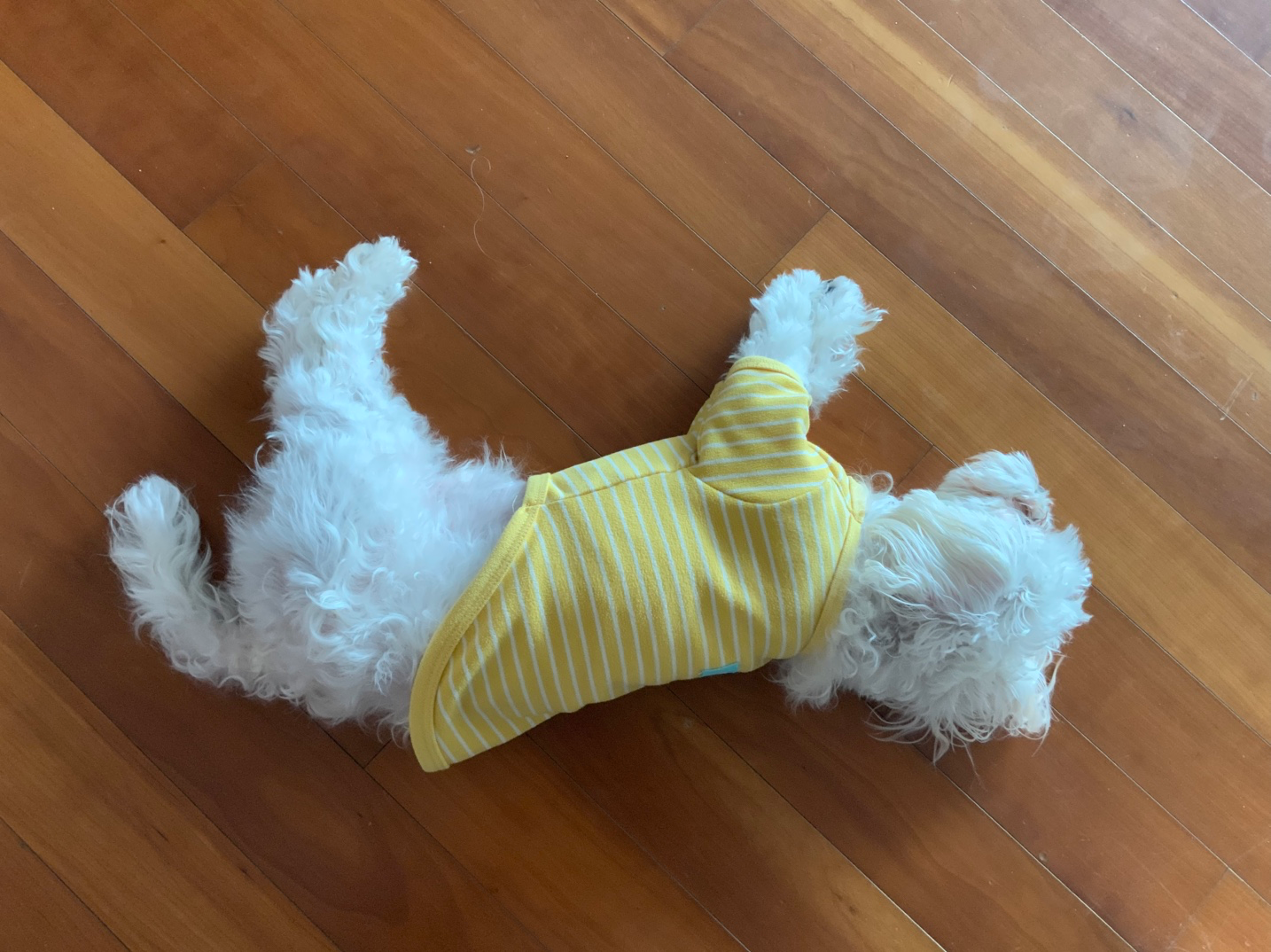 즐거운 성탄절되세요