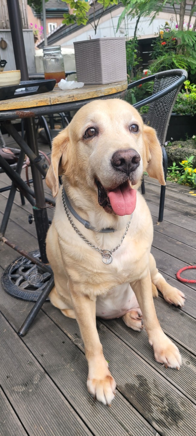 저희 멍뭉이에요~