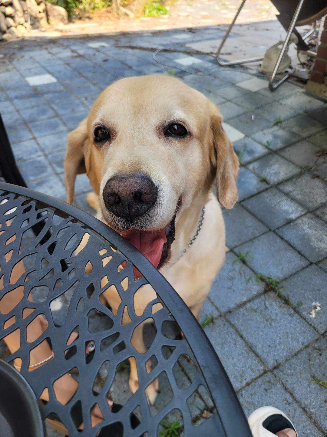 저희 멍뭉이에요~